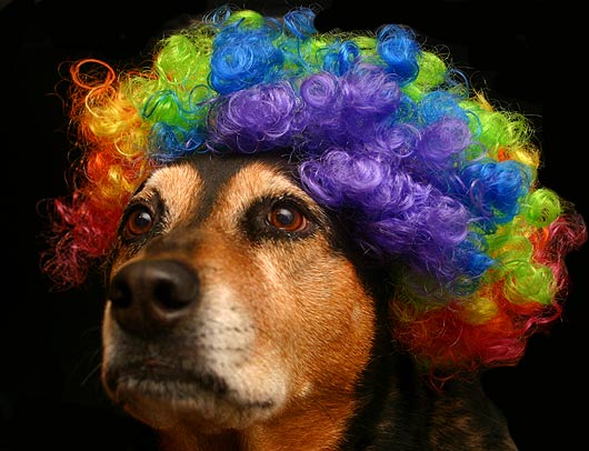clown-wig-sunny.jpg