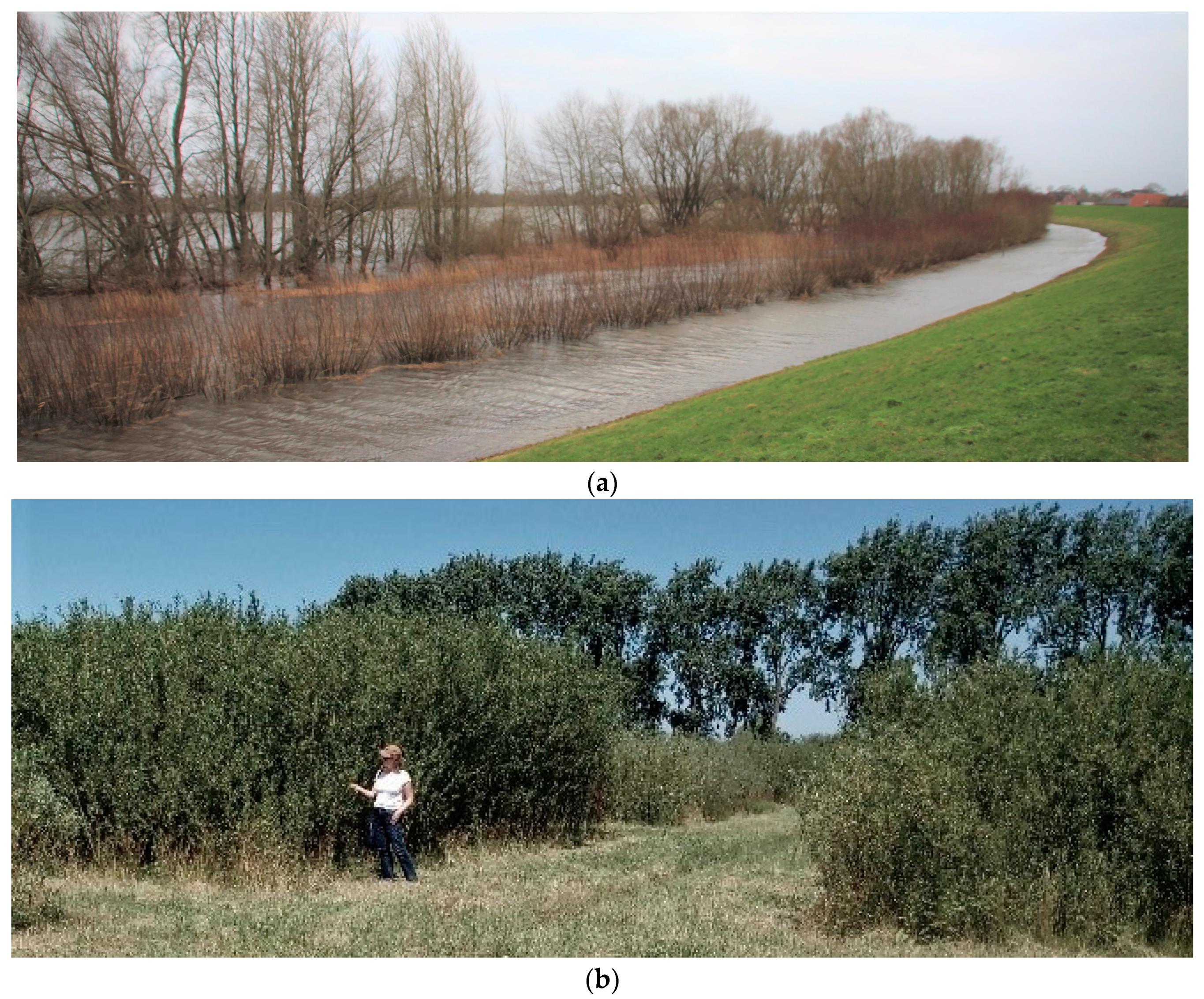 Water | Free Full-Text | Floodplain Forest Restoration as a Nature ...