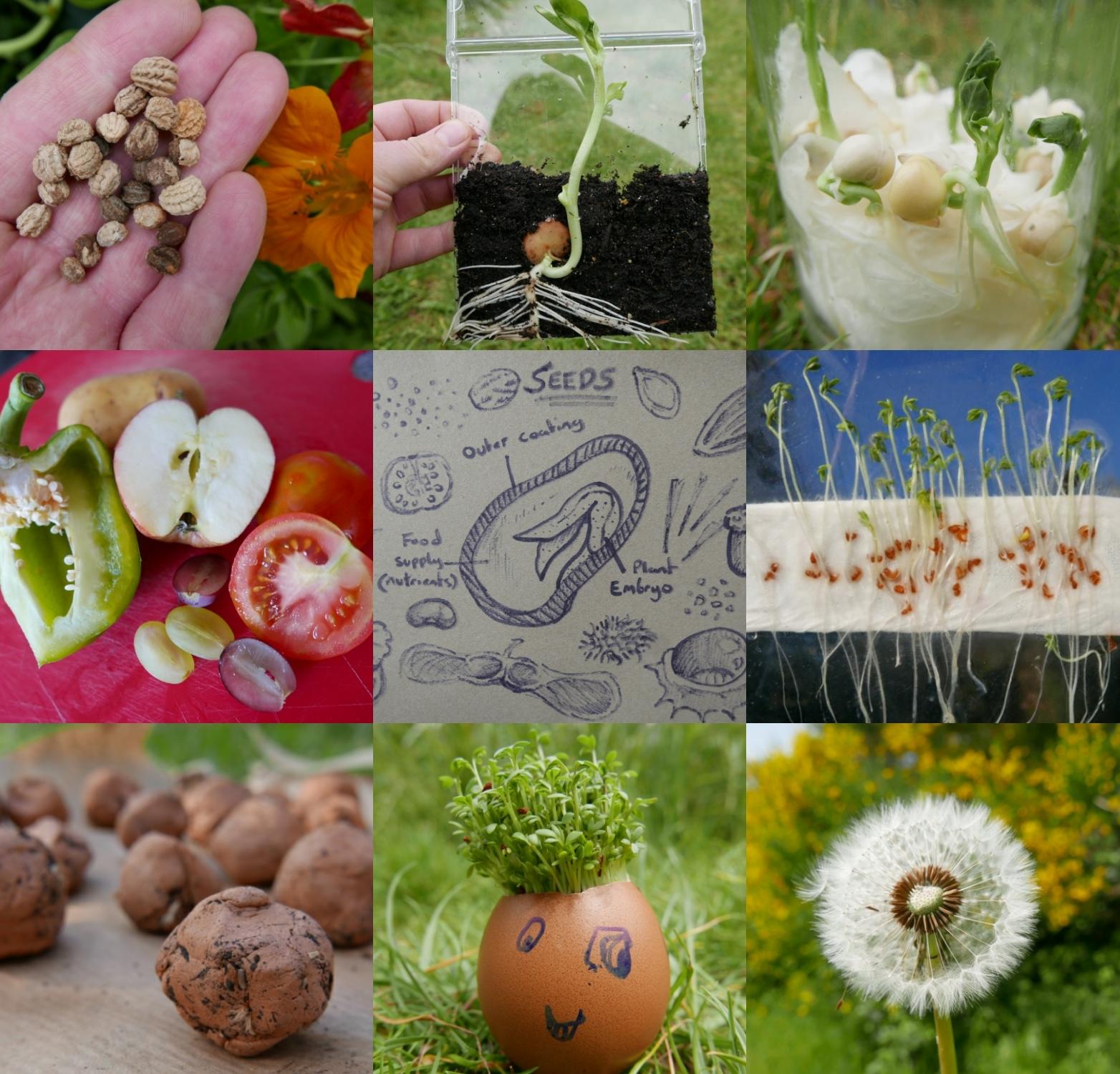 15 Seed science activity ideas – Childsplayabc ~ Nature is our ...